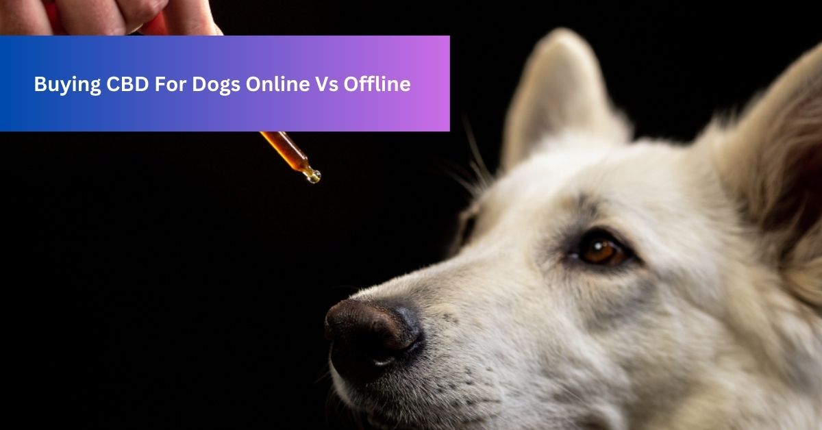 Buying CBD For Dogs Online Vs Offline