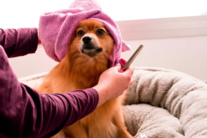 Signs It’s Time To Schedule a Dog Grooming Appointment