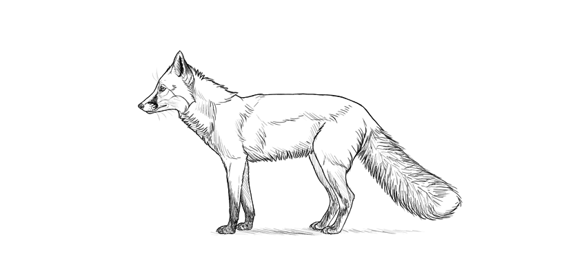 Common Mistakes to Avoid When Drawing a Fox