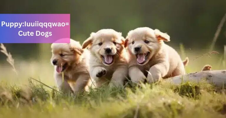 Puppy:Iuuiiqqqwao= Cute Dogs – Bring Joy To Our Lives!