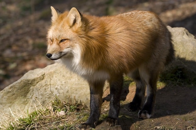 Understanding the Fox Anatomy