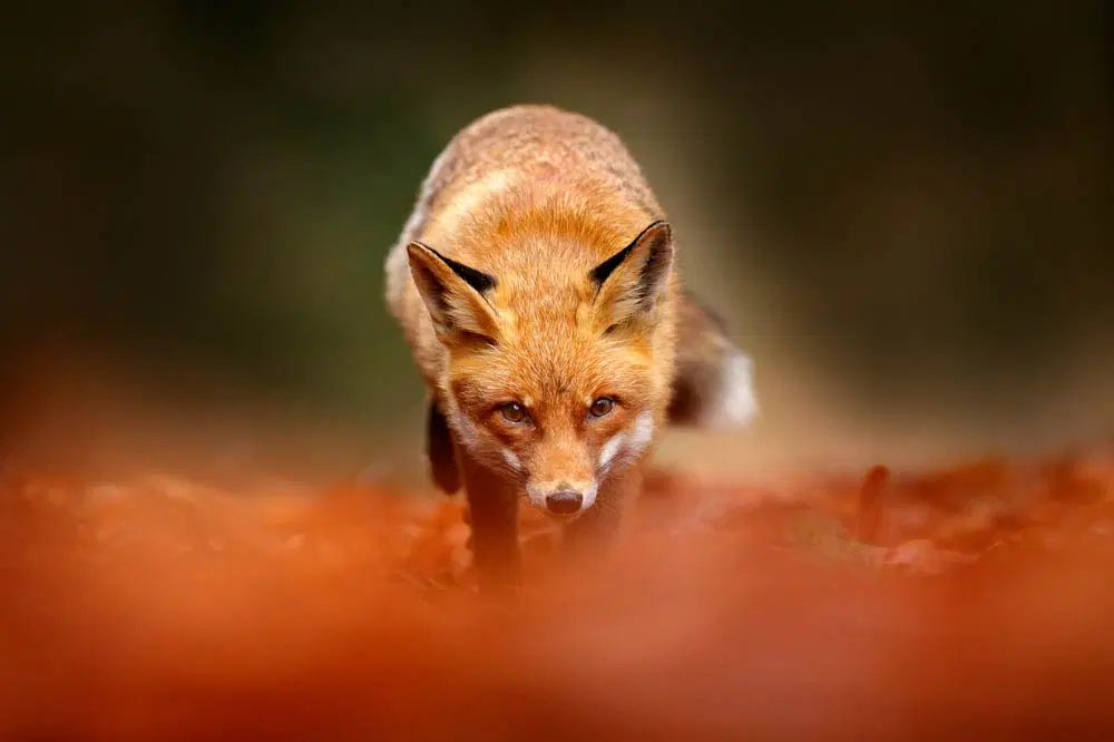 How to Photograph Red Foxes: Expert Tips and Techniques