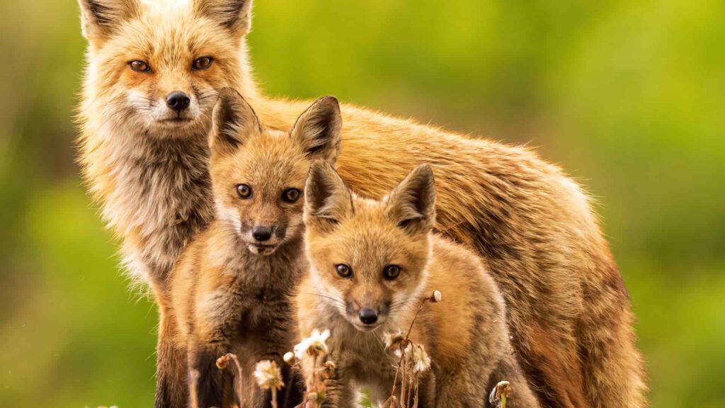 The Fascination With Red Foxes