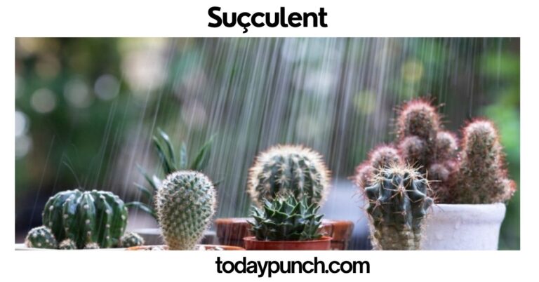 Suçculent